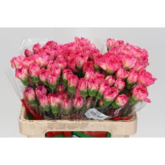 Freshy Korte Anjer “Spritz Sport” | Kleur: Geel Roze | Lengte ± 55 centimeter | Per 20 verse bloemen