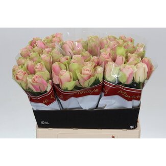 Freshy Grootbloemige Roos “La Belle” | Kleur: Roze | Lengte ± 60 centimeter | Per 20 verse bloemen