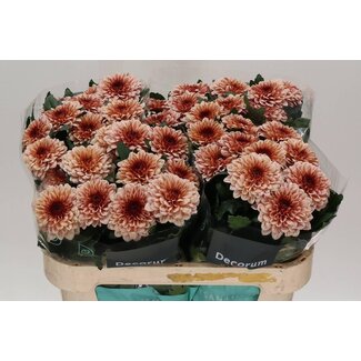 Freshy Chrysant deco Pip Salmon