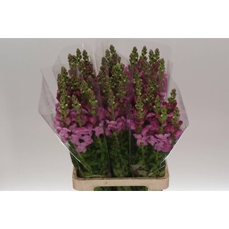 Freshy Antirrhinum Poto. Lavender 70cm