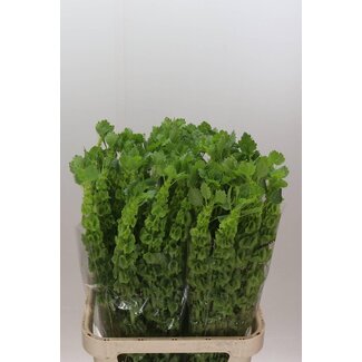 Freshy Moluccella Gladiool van Ierland | Kleur: Groen | Lengte ± 90 centimeter | Per 10 stelen verse bloemen