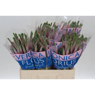 Freshy Veronica Ereprijs “Clea Roswhita” | Kleur: Roze | Lengte ± 60 centimeter | Per 25 stelen verse bloemen