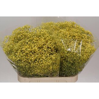 Freshy Gypsophila Gipskruid “Million” | Kleur: Kleurbehandeld Geel | Per 25 stelen verse bloemen