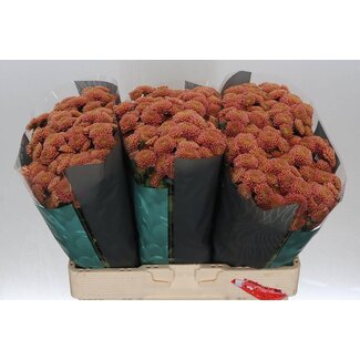 Freshy Chrysanthemum Chrysant Santini “Ellison Salmon” | Kleur: Roze | Lengte ± 55 centimeter | Per 25 stelen verse bloemen