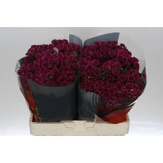 Freshy Chrysant santini Purpetta X L