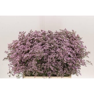 Freshy Limonium Saf Oshi Pink