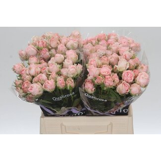 Freshy Trosroos “Bombastic” | Kleur: Wit Roze | Lengte ± 40 centimeter | Per 10 verse bloemen