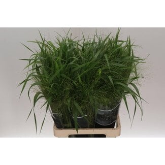 Freshy Panicum Vingergras “Fountain” | Kleur: Groen | Lengte ± 70 centimeter | Per 50 takken
