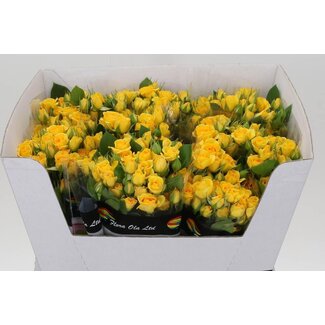 Freshy Trosroos “Geel Babe” | Kleur: Geel | Lengte ± 60 centimeter | Per 10 verse bloemen