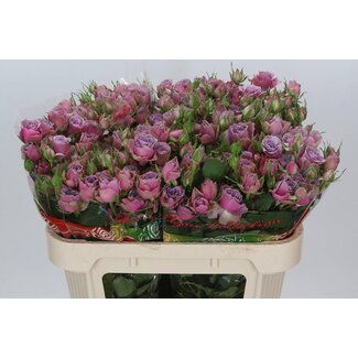 Freshy Trosroos “Purple Sky” | Kleur: Paars | Lengte ± 70 centimeter | Per 10 verse bloemen