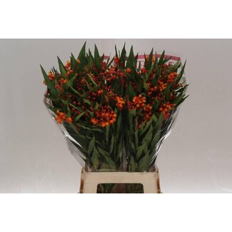 Freshy Asclepias Zijdeplant “Serenade” | Kleur: Oranje | Lengte ± 70 centimeter | Per 25 stelen verse bloemen