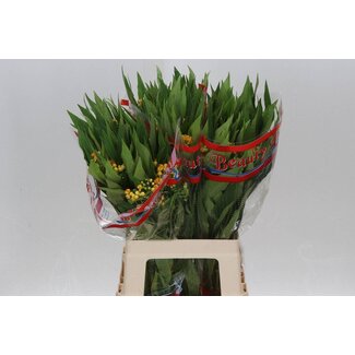 Freshy Asclepias Curassavica “Silky Gold” | Kleur: Geel | Lengte ± 60 centimeter | Per 25 stelen verse bloemen