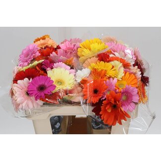 Freshy Germini Aqua “Mix Kameleon” | Kleur: Gemengde Kleuren | Lengte ± 50 centimeter | Per 20 verse bloemen