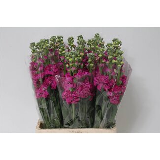 Freshy Violier Matthiola Incana “Iron Cerise” | Kleur: Gemengde Kleuren | Lengte ± 65 centimeter | Per 10 stelen verse bloemen