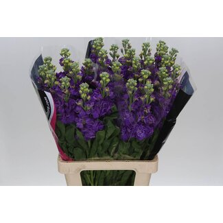 Freshy Violier Matthiola Incana “Iron Blue” | Kleur: Gemengde Kleuren | Lengte ± 65 centimeter | Per 10 stelen verse bloemen