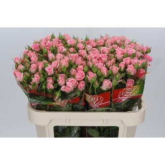 Freshy Trosroos “Odilia Elgon” | Kleur: Roze | Lengte ± 70 centimeter | Per 10 verse bloemen