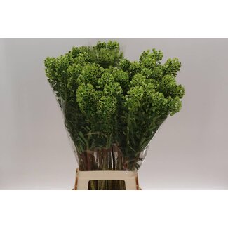 Freshy Euphorbia Wolfsmelk “Black Pearl” | Kleur: Groen | Lengte ± 80 centimeter | Per 10 stelen verse bloemen