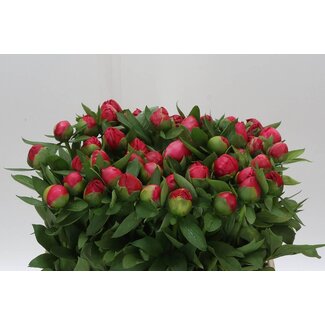 Freshy Paeonia Pioenroos L “Flame” | Kleur: Roze | Lengte ± 50 centimeter | Per 10 verse bloemen