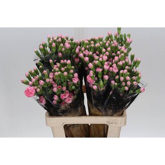 Freshy Trosanjer “Pink Pigeon” | Kleur: Gemengde Kleuren | Lengte ± 60 centimeter | Per 25 verse bloemen