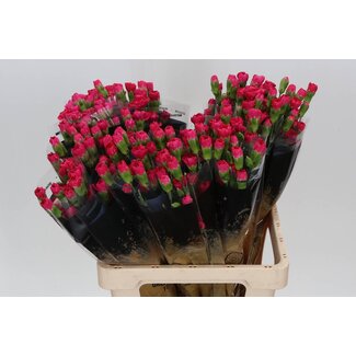 Freshy Trosanjer “Pigeon” | Kleur: Roze | Lengte ± 60 centimeter | Per 25 verse bloemen