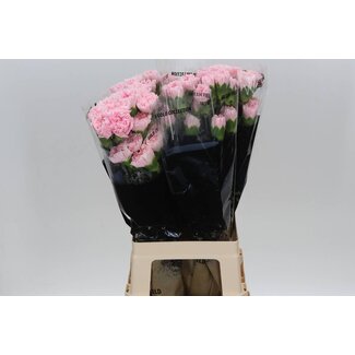 Freshy Lange Anjer “Damina” | Kleur: Gemengde Kleuren | Lengte ± 70 centimeter | Per 20 verse bloemen