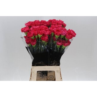 Freshy Lange Anjer “Bizet” | Kleur: Rood | Lengte ± 70 centimeter | Per 20 verse bloemen