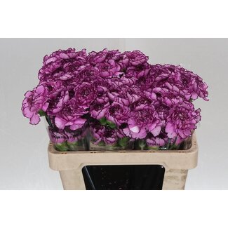 Freshy Korte Anjer “Royal Damascus” | Kleur: Paars | Lengte ± 55 centimeter | Per 20 verse bloemen