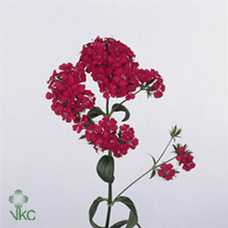 Freshy Duizendschoon Dianthus Barbatus “Neon Cherry” | Kleur: Rood | Lengte ± 60 centimeter | Per 50 stelen verse bloemen