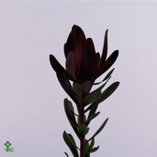 Freshy Leucadendron “Safari Sunset” | Kleur: Groen | Lengte ± 40 centimeter | Per 50 verse bloemen
