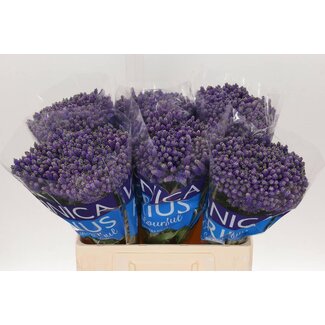 Freshy Veronica Ereprijs “Smart Fountain” | Kleur: Blauw | Lengte ± 60 centimeter | Per 20 stelen verse bloemen