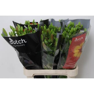 Freshy Lelie Longiflorum x Aziatische Lelie Aqua “Heartstrings” | Kleur: Rood | Lengte ± 90 centimeter | Per 10 stelen verse bloemen