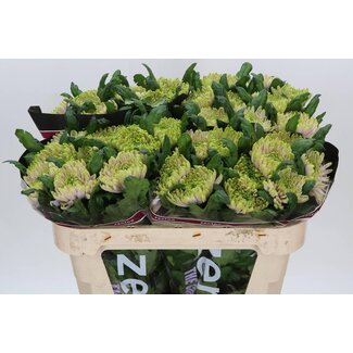 Freshy Deco Chrysanthemum Chrysant “Ross Charlotte” | Kleur: Roze | Lengte ± 70 centimeter | Per 10 verse bloemen