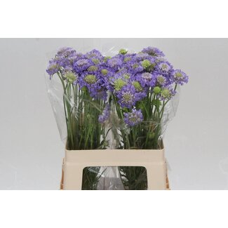 Freshy Scabiosa Duifkruid “Lavendel Scoop” | Kleur: Blauw | Lengte ± 60 centimeter | Per 30 stelen verse bloemen