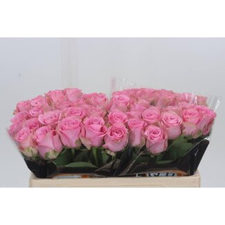 Freshy Grootbloemige Roos “Renaissance” | Kleur: Roze | Lengte ± 50 centimeter | Per 10 verse bloemen