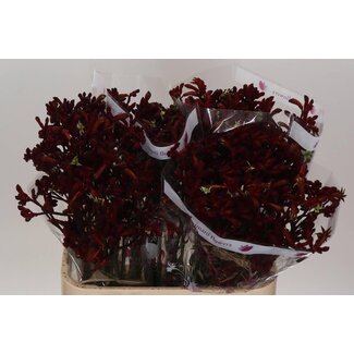 Freshy Anigozanthos Kangoeroepoot “Early Lente” | Kleur: Rood | Lengte ± 80 centimeter | Per 20 stelen verse bloemen