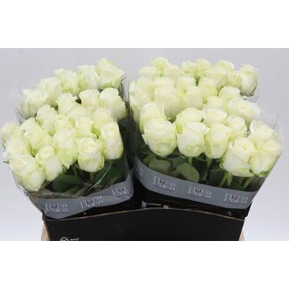 Freshy Grootbloemige Roos “Countdown” | Kleur: Wit | Lengte ± 60 centimeter | Per 10 verse bloemen