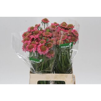 Freshy Scabiosa At Candy Scoop