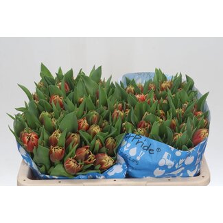 Freshy Dubbelbloemige Tulp “Concorde” | Kleur: Rood | Lengte ± 36 centimeter | Per 50 verse bloemen