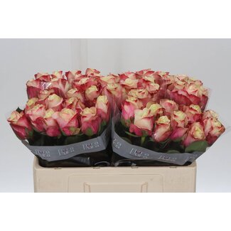 Freshy Grootbloemige Roos “Marosa” | Kleur: Wit Roze | Lengte ± 50 centimeter | Per 20 verse bloemen