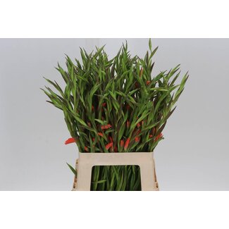 Freshy Kleinbloemige Gladiolus Gladiool “Nathalie” | Kleur: Roze | Lengte ± 65 centimeter | Per 50 stelen verse bloemen