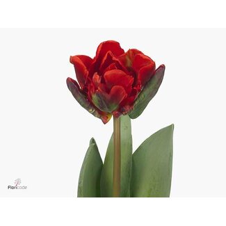 Freshy Dubbelbloemige Tulp “Rococo Double” | Kleur: Rood | Lengte ± 34 centimeter | Per 50 verse bloemen