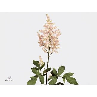 Freshy Astilbe Japonica “Europa” | Kleur: Roze | Lengte ± 50 centimeter | Per 20 stelen verse bloemen