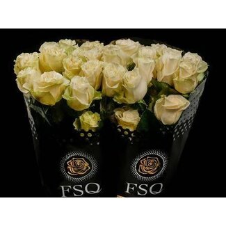 Freshy Grootbloemige Roos “Mondial” | Kleur: Wit | Lengte ± 40 centimeter | Herkomst Ecuador | Per 20 verse bloemen