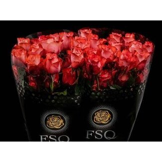 Freshy Grootbloemige Roos “Alegra” | Kleur: Wit Roze | Lengte ± 50 centimeter | Herkomst Ecuador | Per 20 verse bloemen