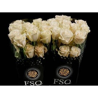 Freshy Grootbloemige Roos “Playa Blanca” | Kleur: Wit | Lengte ± 50 centimeter | Herkomst Ecuador | Per 20 verse bloemen