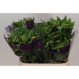 Freshy Alstroemeria Incalelie “Aurora” | Kleur: Oranje | Lengte ± 75 centimeter | Per 10 stelen verse bloemen