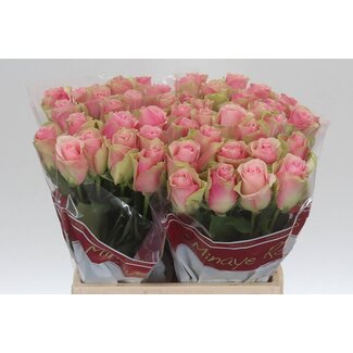 Freshy Grootbloemige Roos “Belle Rose” | Kleur: Roze | Lengte ± 40 centimeter | Per 20 verse bloemen