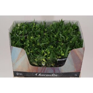 Freshy Alstroemeria Fl Charme Blanca