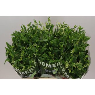 Freshy Alstroemeria Fl “Jade” | Kleur: Groen | Lengte ± 75 centimeter | Per 10 stelen verse bloemen