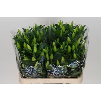 Freshy Lelie Oriental Aqua Helvetia